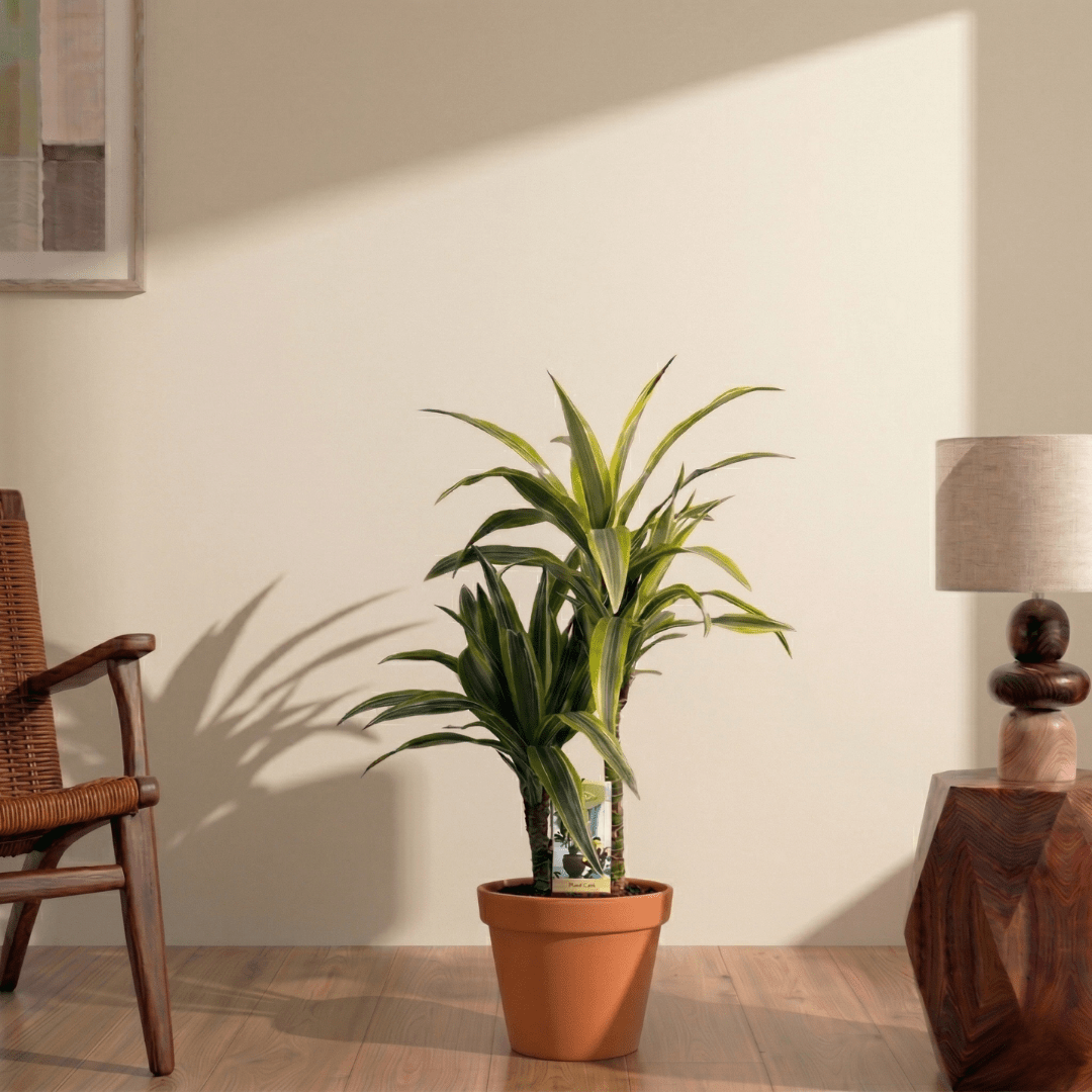 Lemon Lime (Dracaena deremensis) - Bostan