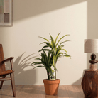 Lemon Lime (Dracaena deremensis) - Bostan