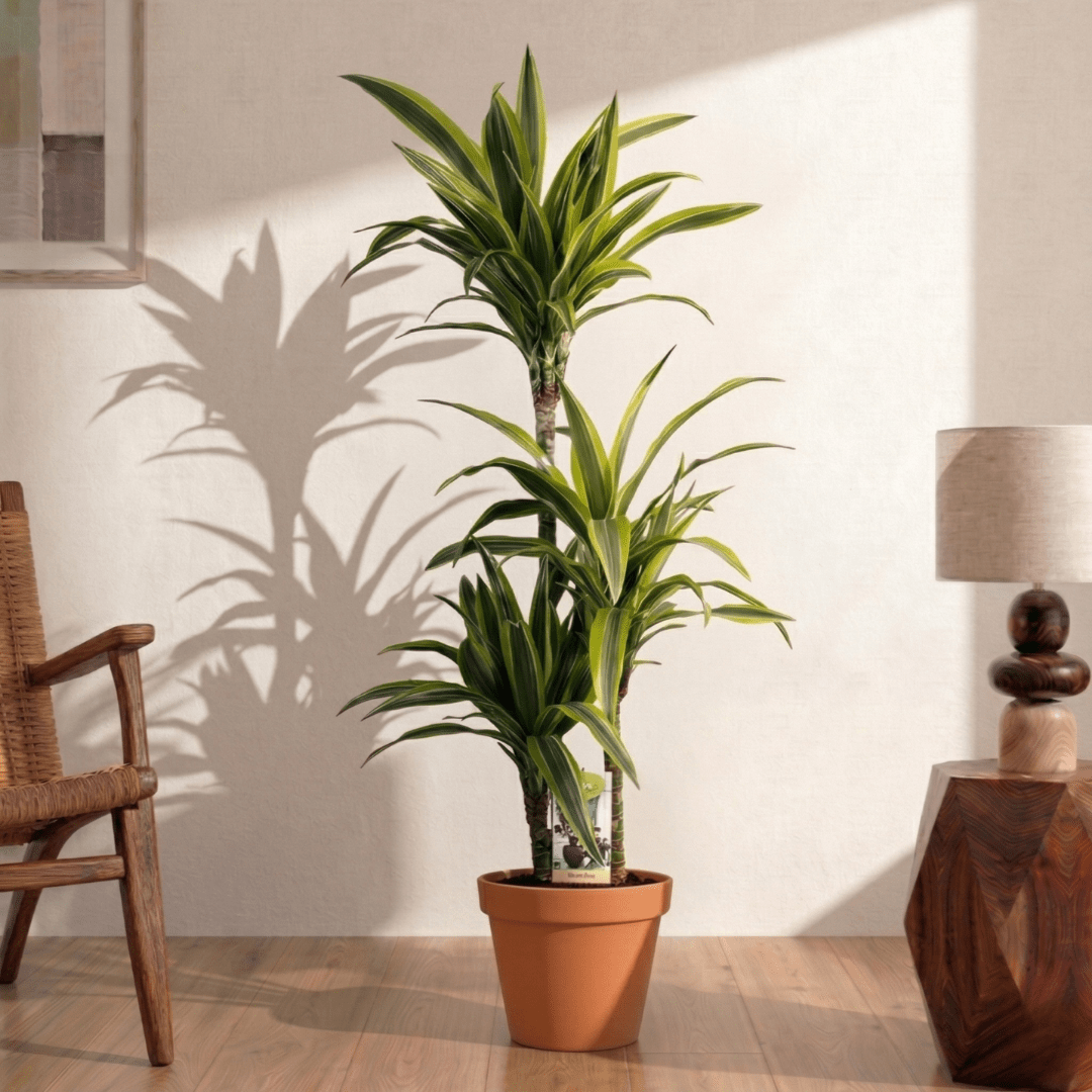 Lemon Lime (Dracaena deremensis) - Bostan