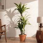 Lemon Lime (Dracaena deremensis) - Bostan