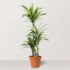 Lemon Lime (Dracaena deremensis) - Bostan Al Jazeera