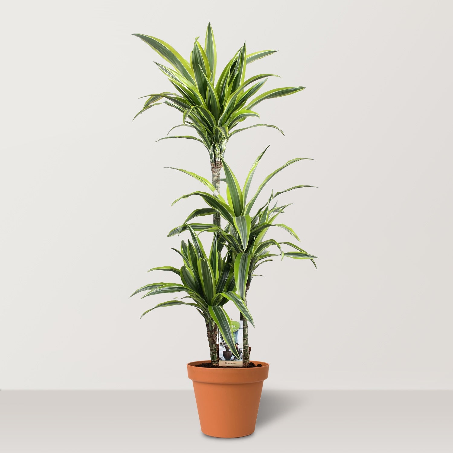 Lemon Lime (Dracaena deremensis) - Bostan Al Jazeera