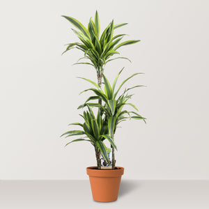 Lemon Lime (Dracaena deremensis) - Bostan Al Jazeera