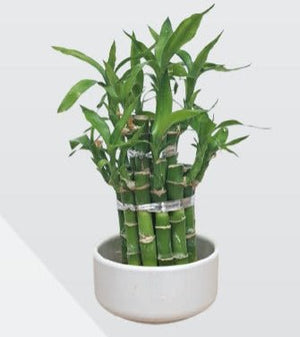 Lucky Bamboo arrangement with ceramic pot - Bostan Al Jazeera