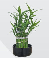 Lucky Bamboo arrangement with ceramic pot - Bostan Al Jazeera