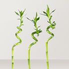 Lucky Bamboo (Dracaena braunii) - Bostan Al Jazeera