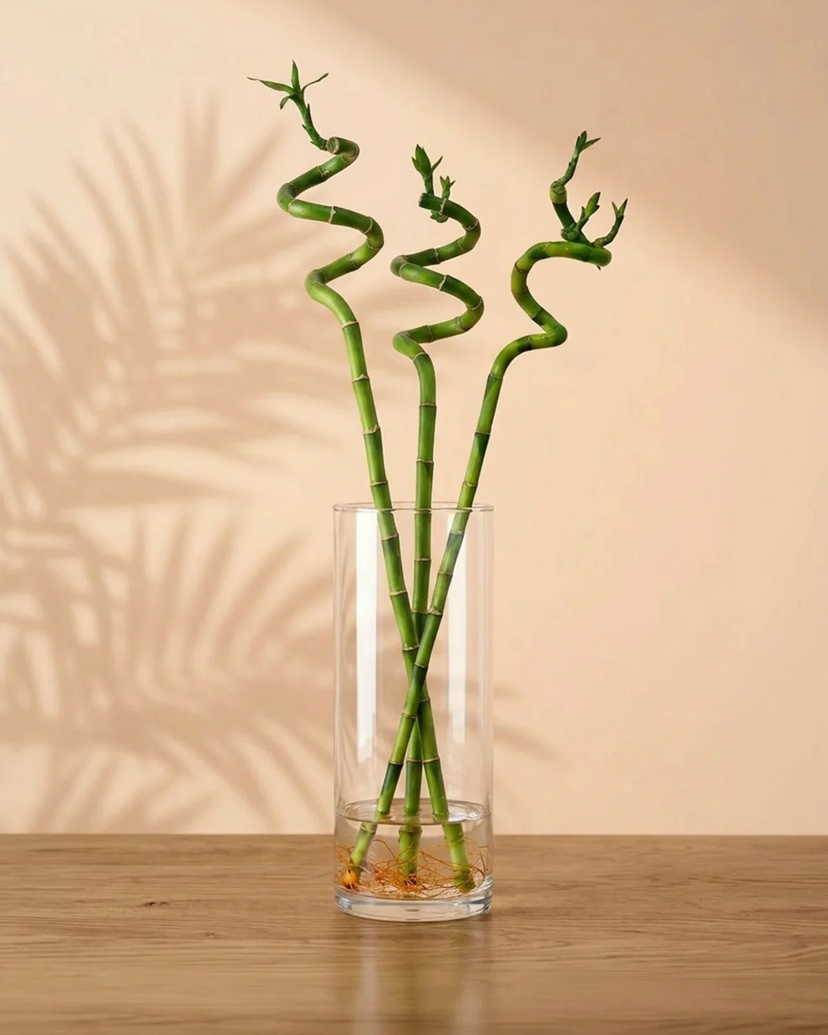 Lucky Bamboo (Dracaena braunii) - Bostan