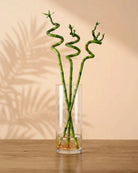 Lucky Bamboo (Dracaena braunii) - Bostan