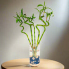 Lucky Bamboo (Dracaena Braunii) with vertical glass vase - Bostan Al Jazeera