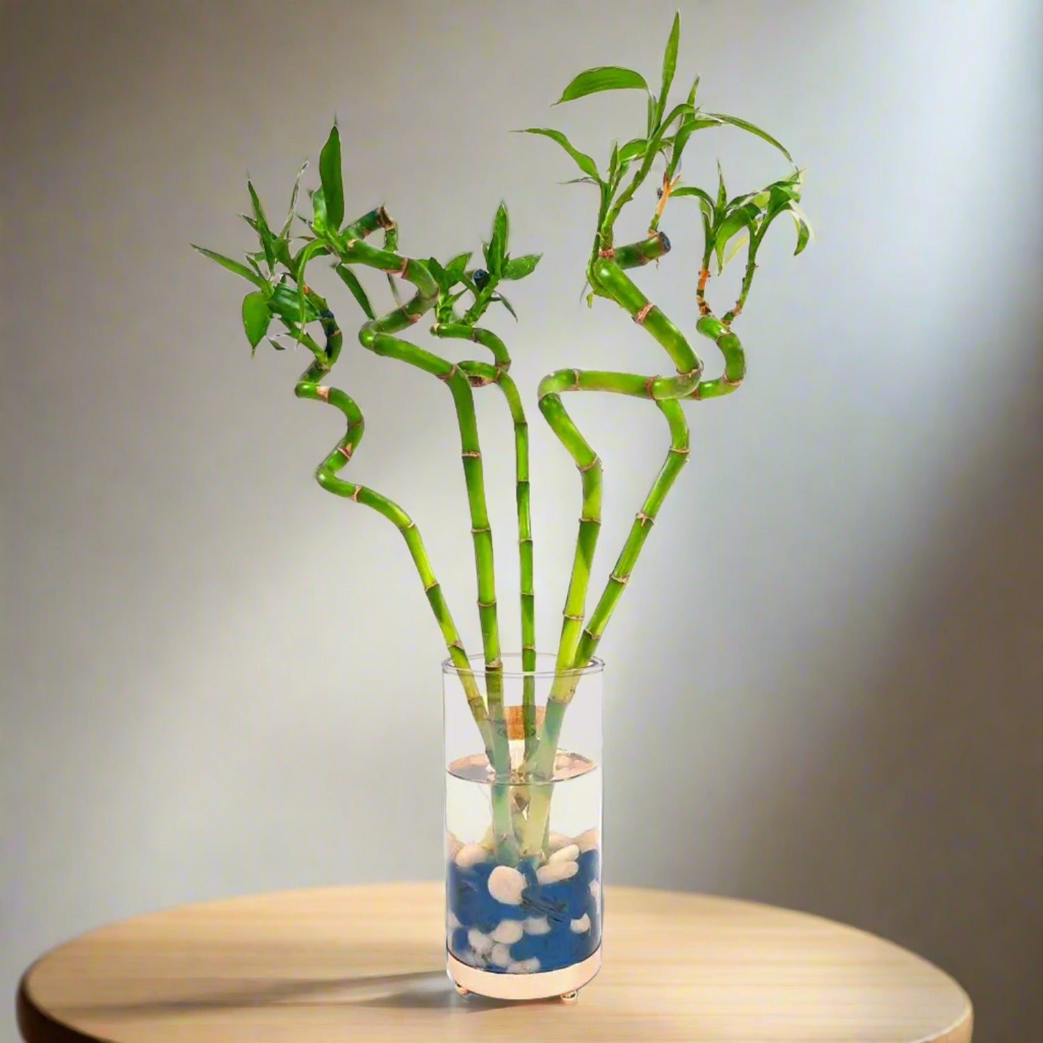 Lucky Bamboo (Dracaena Braunii) with vertical glass vase - Bostan Al Jazeera