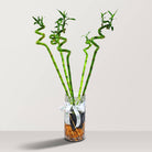 Lucky Bamboo (Dracaena Braunii) with vertical glass vase - Bostan Al Jazeera