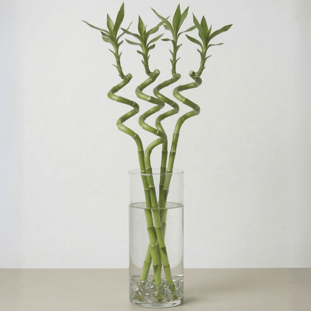 Lucky Bamboo (Dracaena Braunii) with vertical glass vase - Bostan
