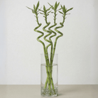 Lucky Bamboo (Dracaena Braunii) with vertical glass vase - Bostan