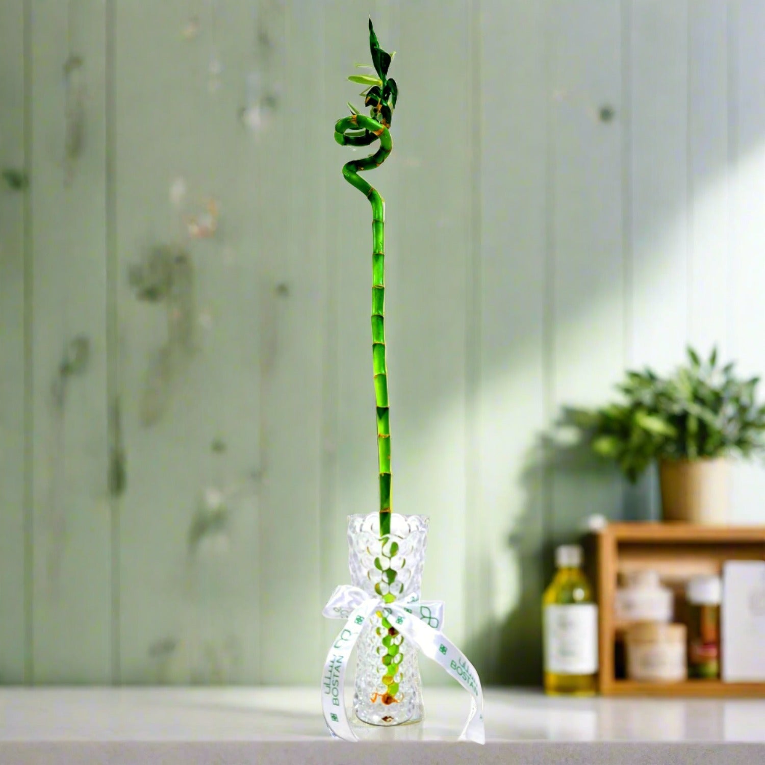 Lucky Bamboo (Dracaena Braunii) with vertical glass vase - Bostan Al Jazeera