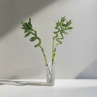 Lucky Bamboo (Dracaena Braunii) with vertical glass vase - Bostan Al Jazeera