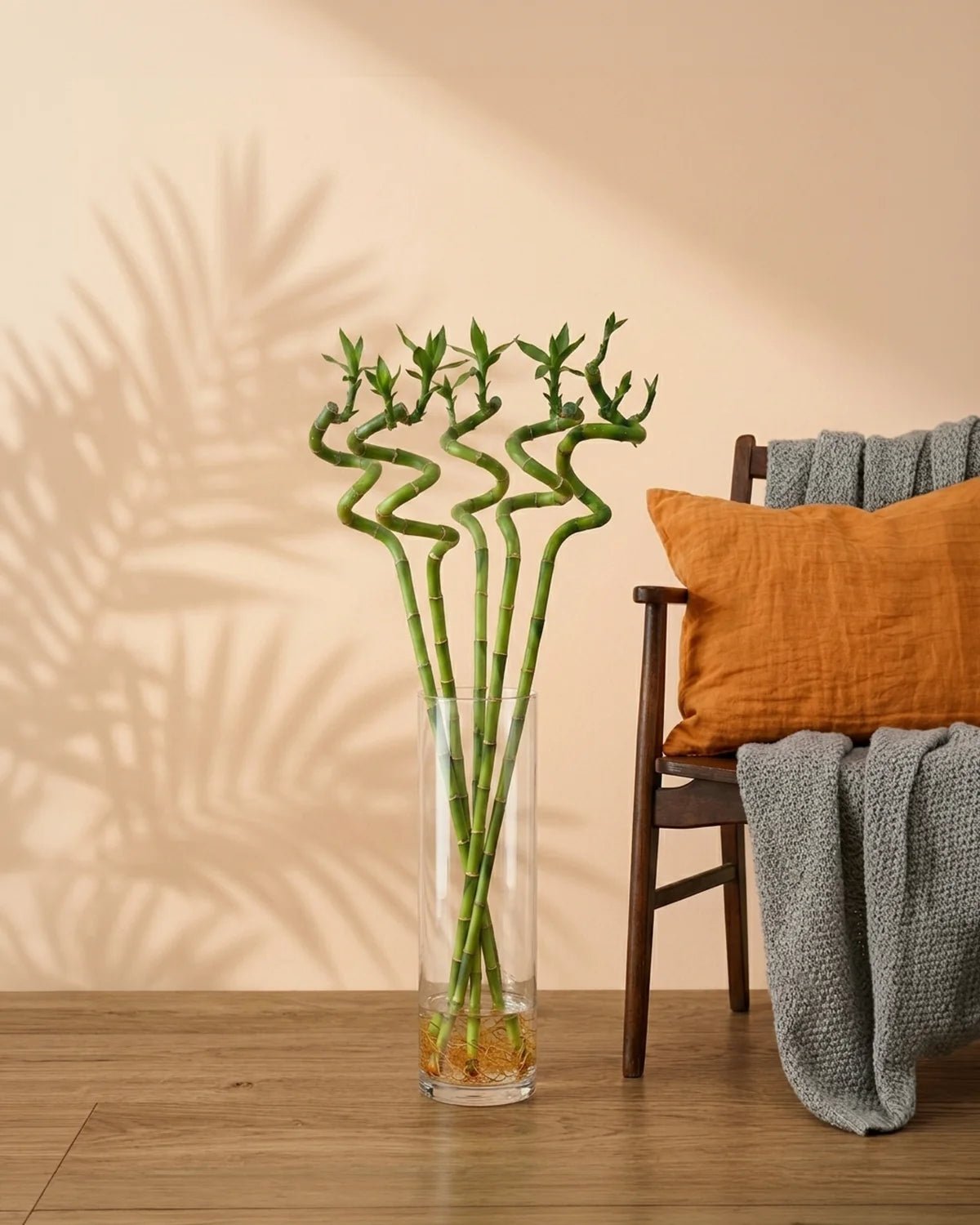 Lucky Bamboo (Dracaena Braunii) with vertical glass vase - Bostan