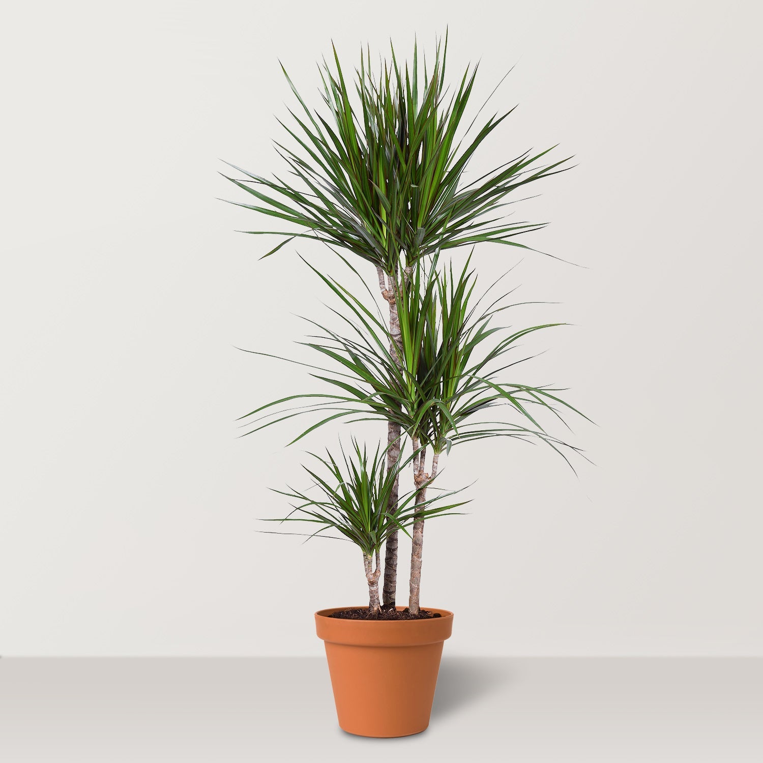 Madagascar Dragron Tree (Dracaena marginata) - Bostan Al Jazeera