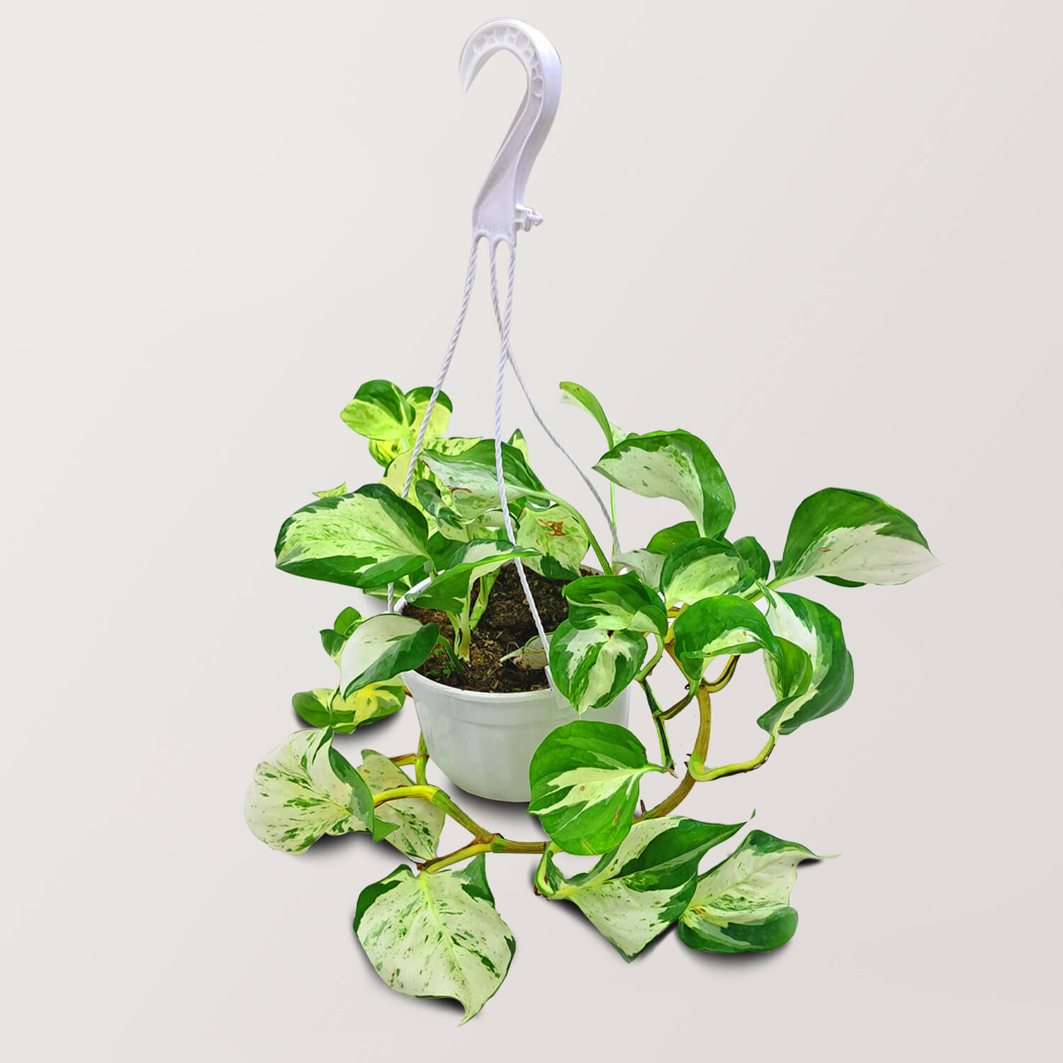 Manjula Pathos (Happy Leaf) - Bostan Al Jazeera