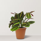 Maranta leuconeura - Bostan Al Jazeera