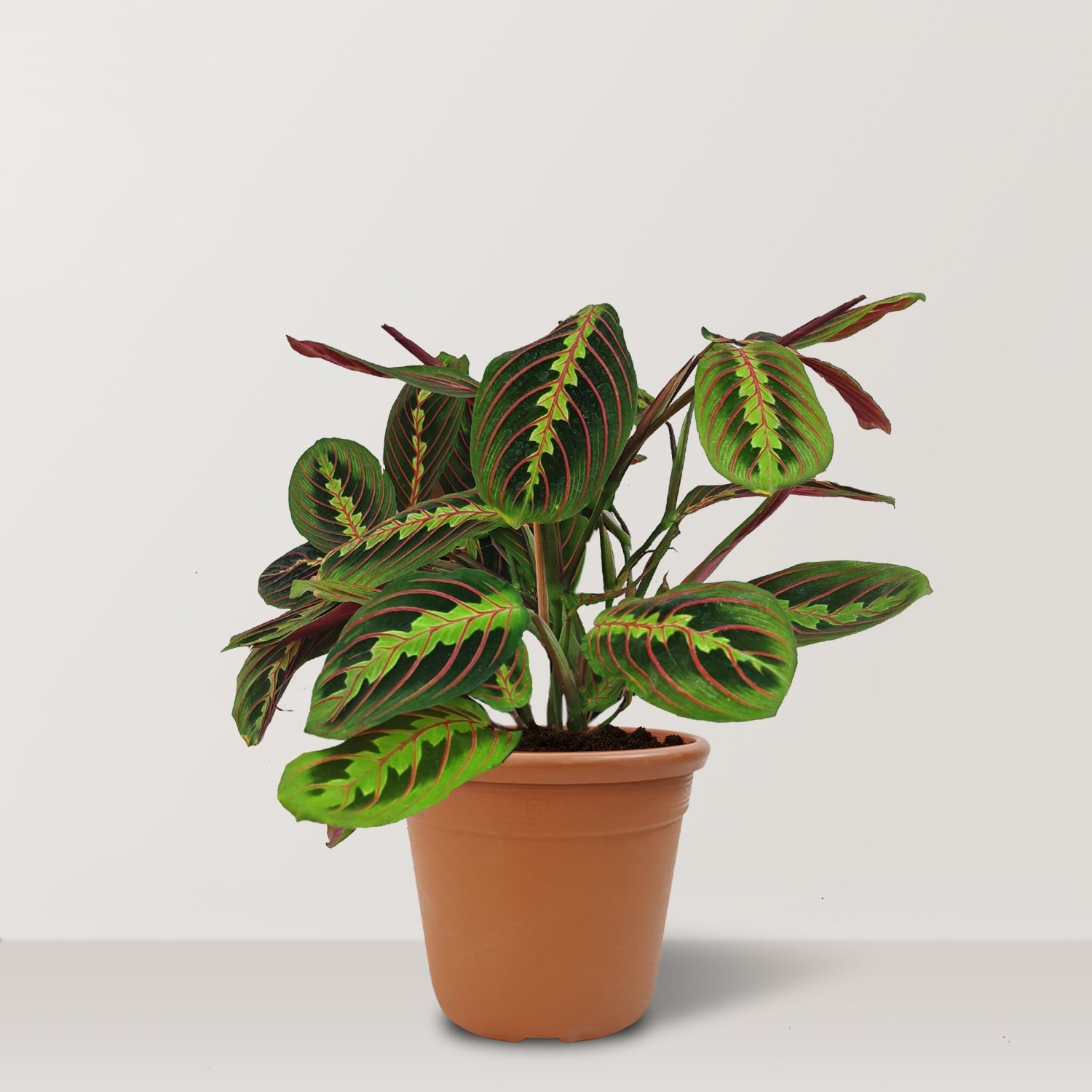 Maranta leuconeura - Bostan Al Jazeera