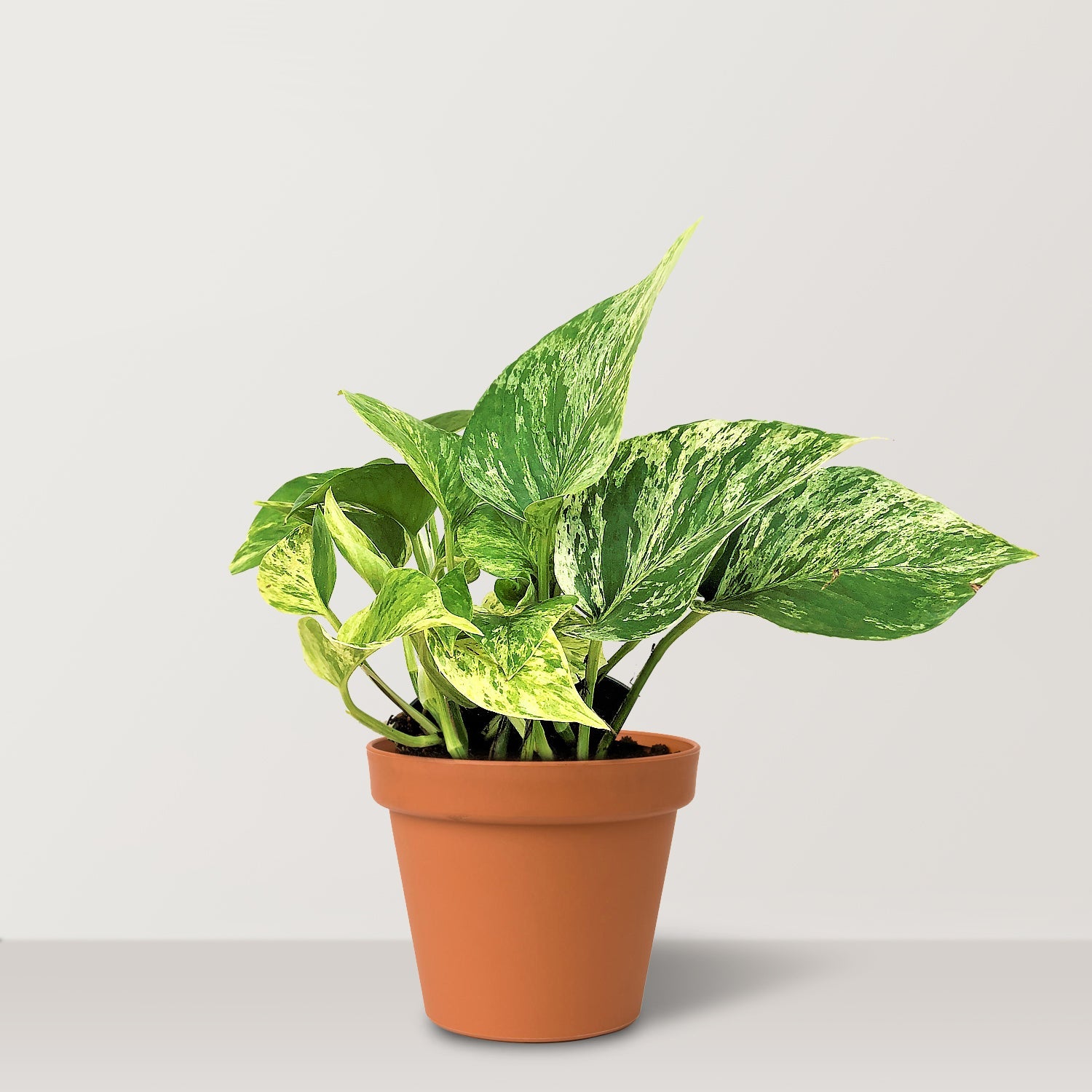 Marble queen pothos (Epipremnum aureum Marble Queen) - Bostan Al Jazeera