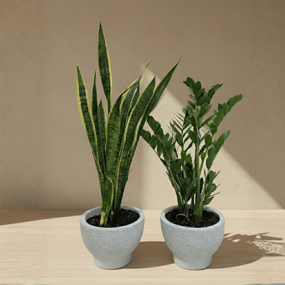 Medium Beginner Set - Bostan Al Jazeera