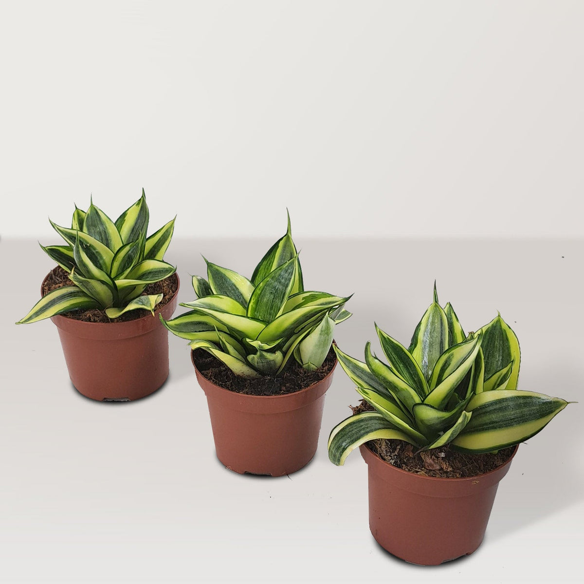 Mini Sansevieria trifasciata - Bostan Al Jazeera