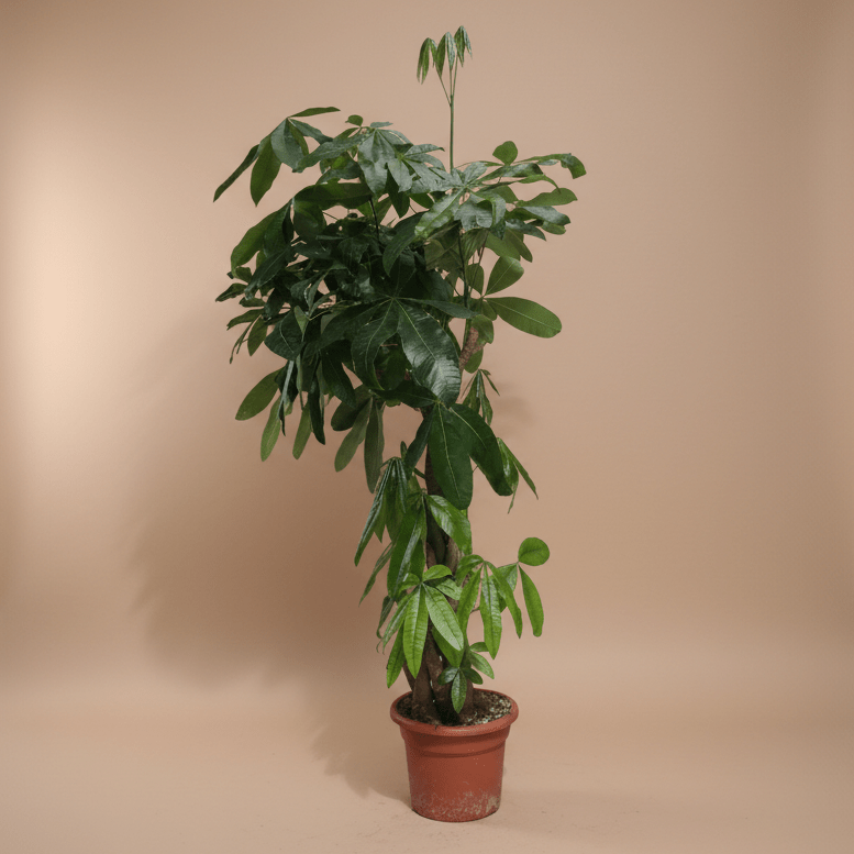 Money Tree (Pachira aquatica) - Bostan Al Jazeera