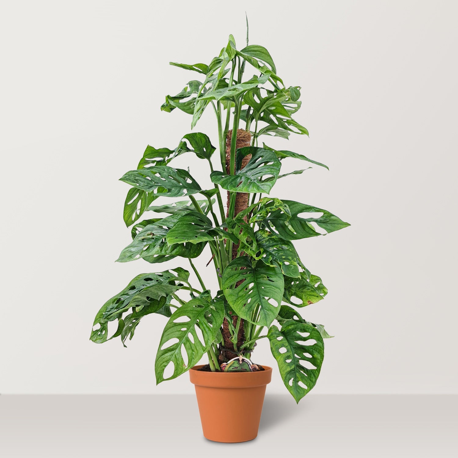 Monkey mask (Monstera adansonii) - Bostan Al Jazeera