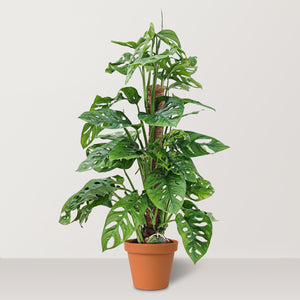 Monkey mask (Monstera adansonii) - Bostan Al Jazeera