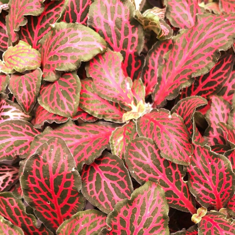 Nerve Plant (Fittonia Albevenis) - Bostan Al Jazeera