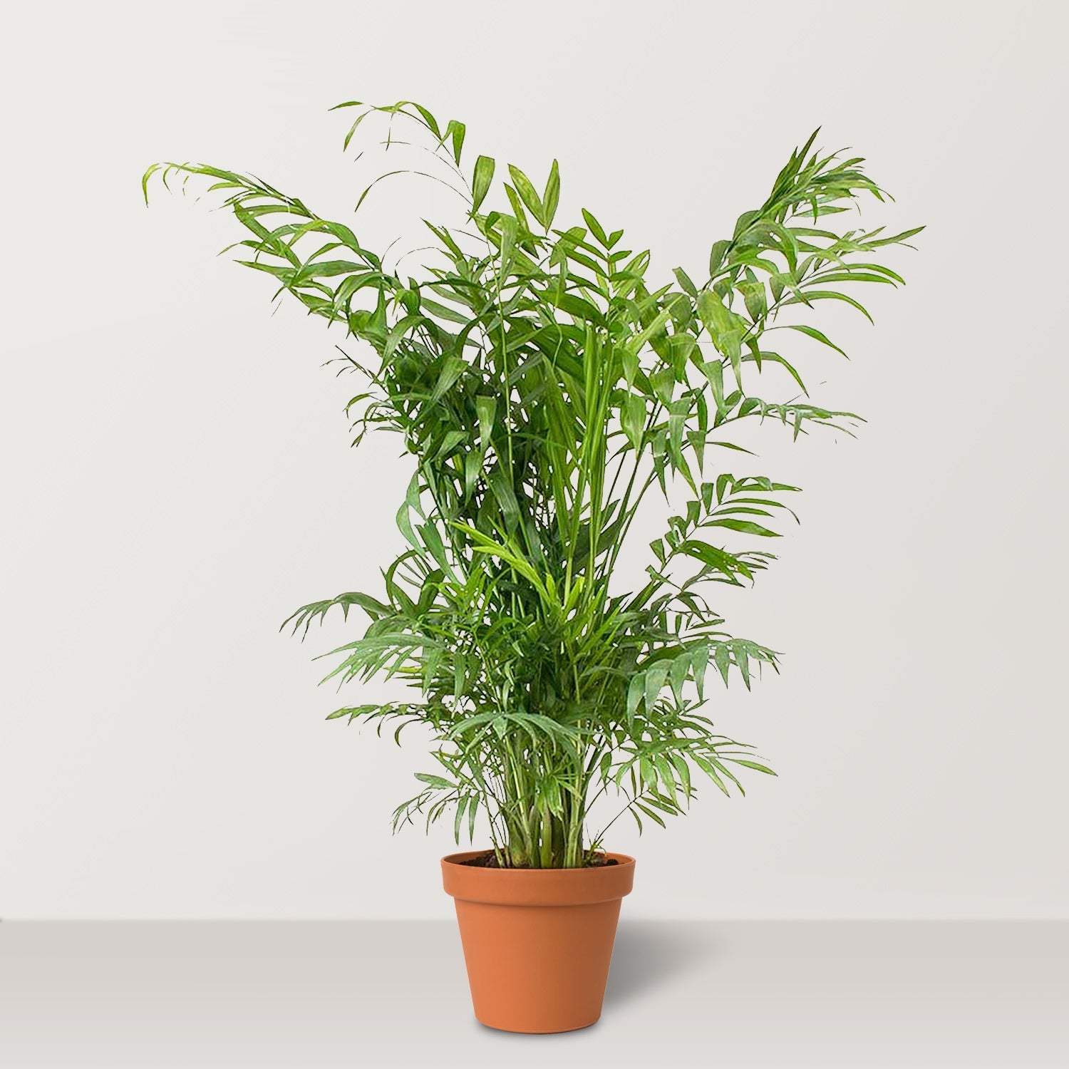 Parlour Palm (Chamaedorea elegans) - Bostan Al Jazeera