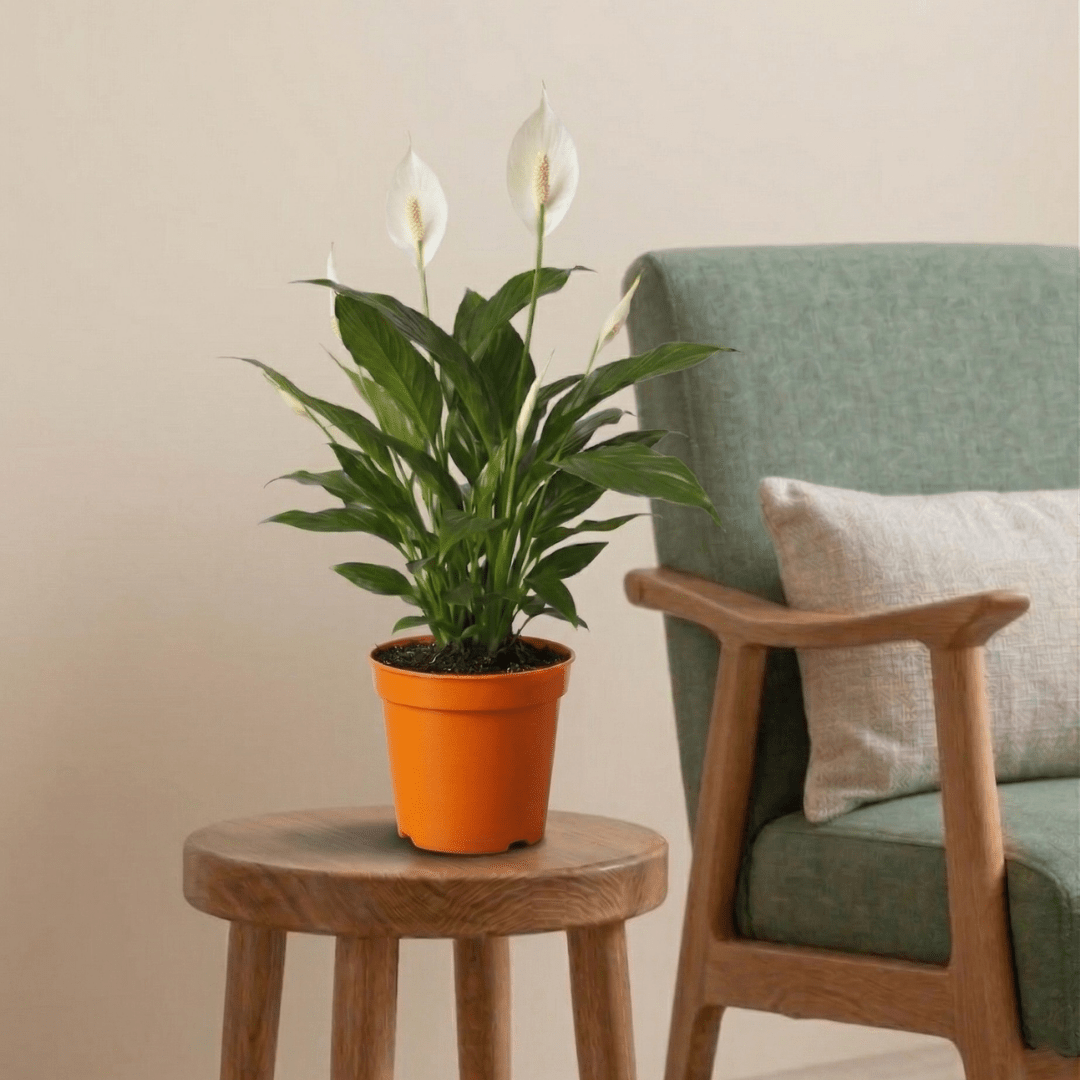 Peace Lily (Spathiphyllum wallisii) - Bostan