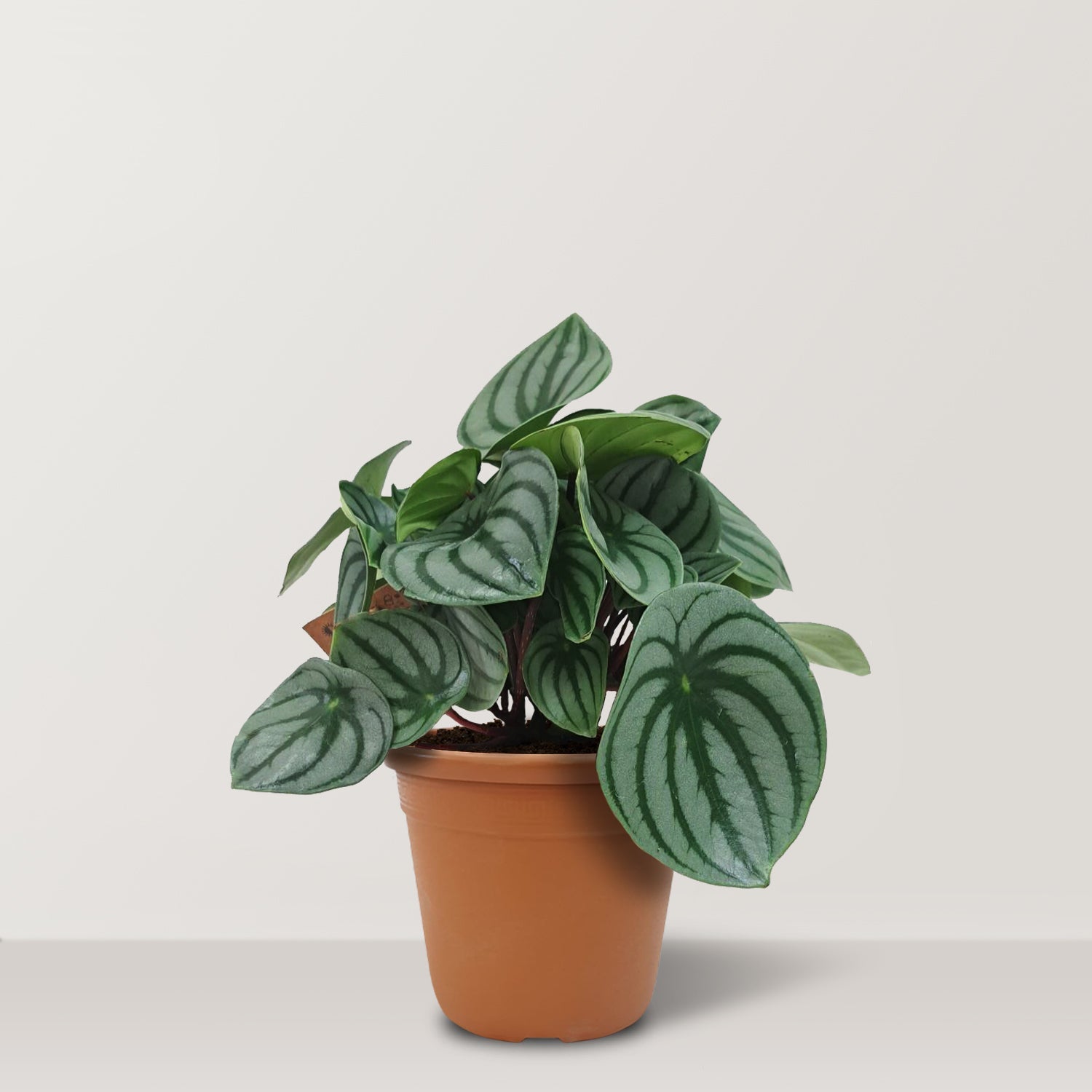 Pepromia argyreia (Watermelon peperomia) - Bostan Al Jazeera