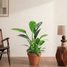 Philodendron green princess (Philodendron mia) - Bostan