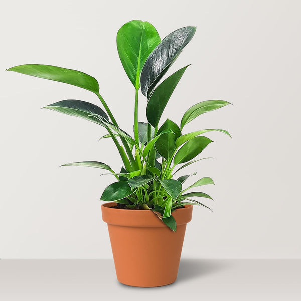 mia philodendron Philodendron green princess (Philodendron mia)