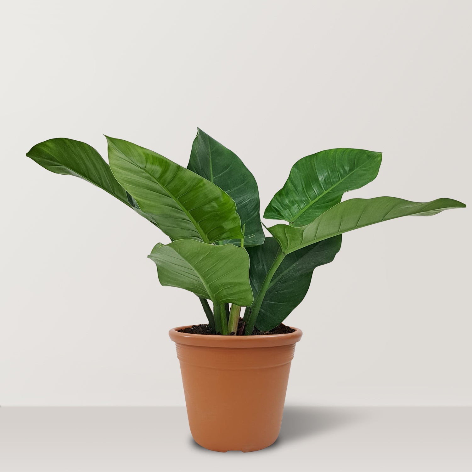 Philodendron Imperial Green - Bostan Al Jazeera