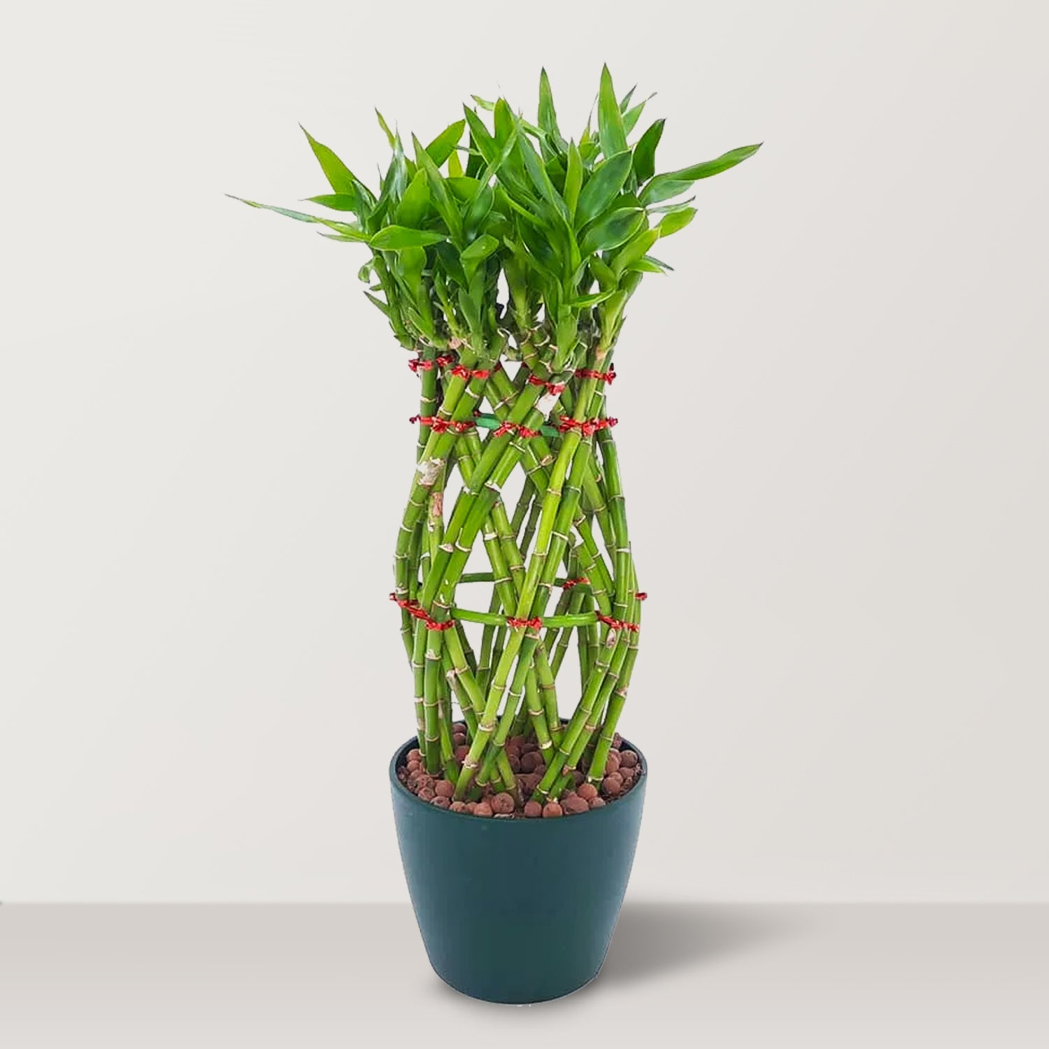 Pineapple Lucky Bamboo(Dracaena Braunii) with ceramic Pot - Bostan Al Jazeera