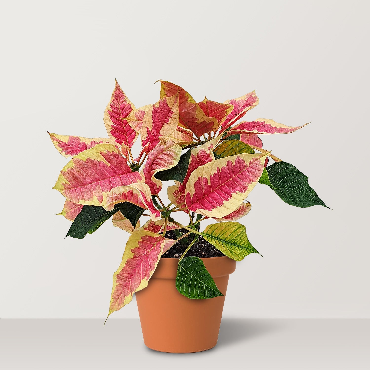 Poinsettia (Euphorbia pulcherrima) - Bostan Al Jazeera