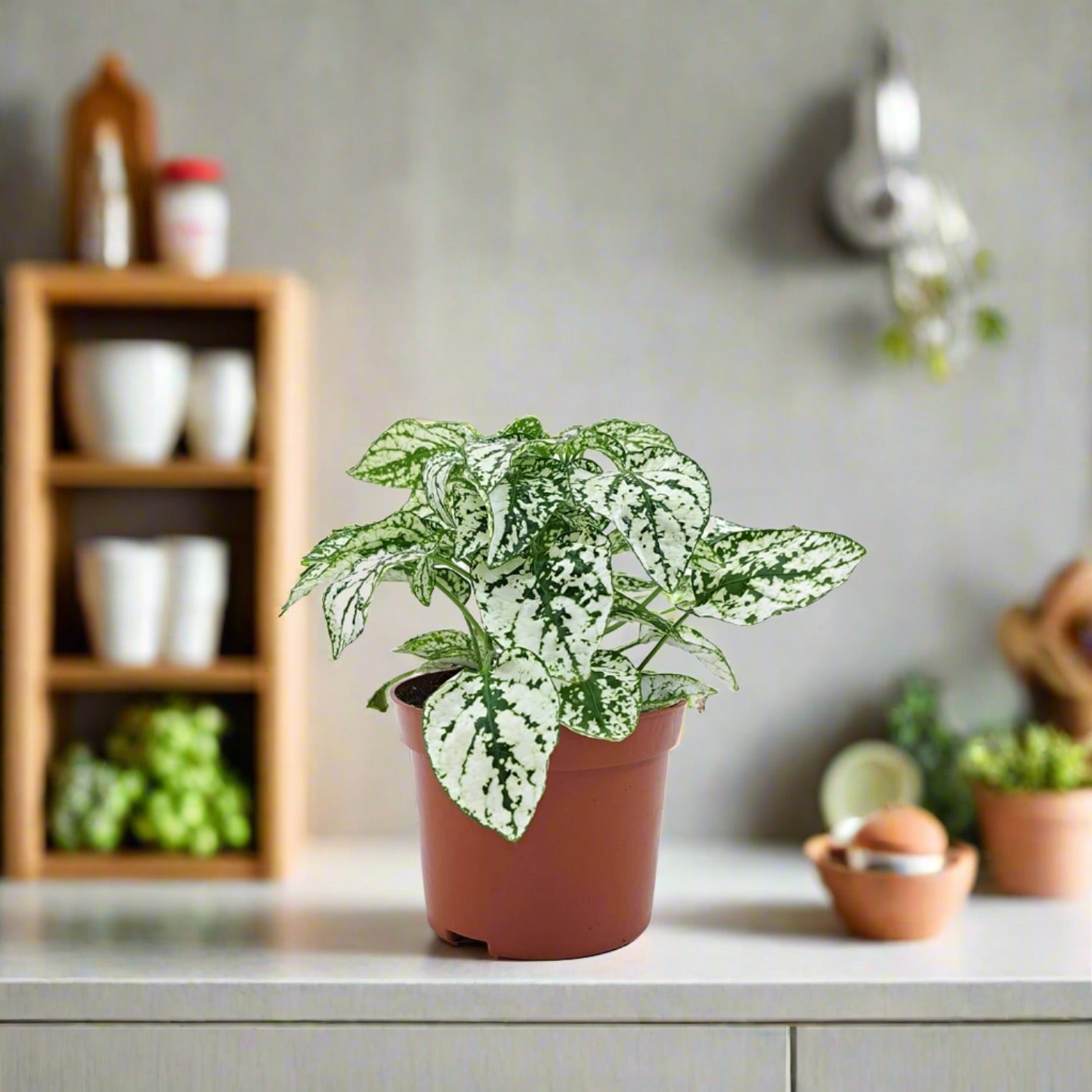 Polka Dot Plant (Hypoestes phyllostachya) - Bostan Al Jazeera