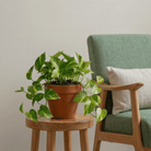 Pothos (Epipremnum aureum) - Bostan