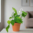 Pothos (Epipremnum aureum) - Bostan Al Jazeera