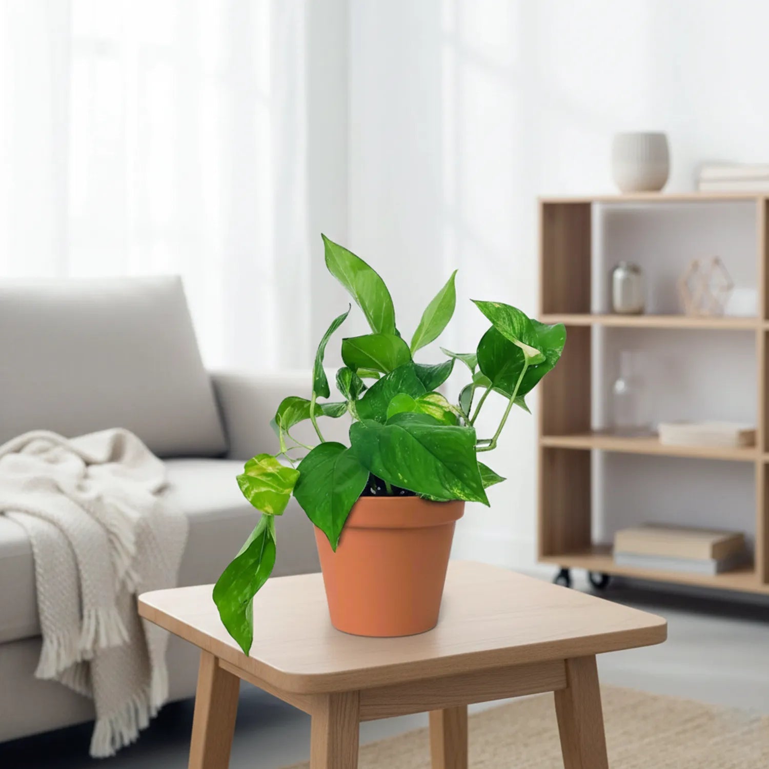 Pothos (Epipremnum aureum) - Bostan Al Jazeera