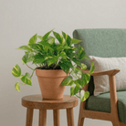 Pothos (Epipremnum aureum) - Bostan