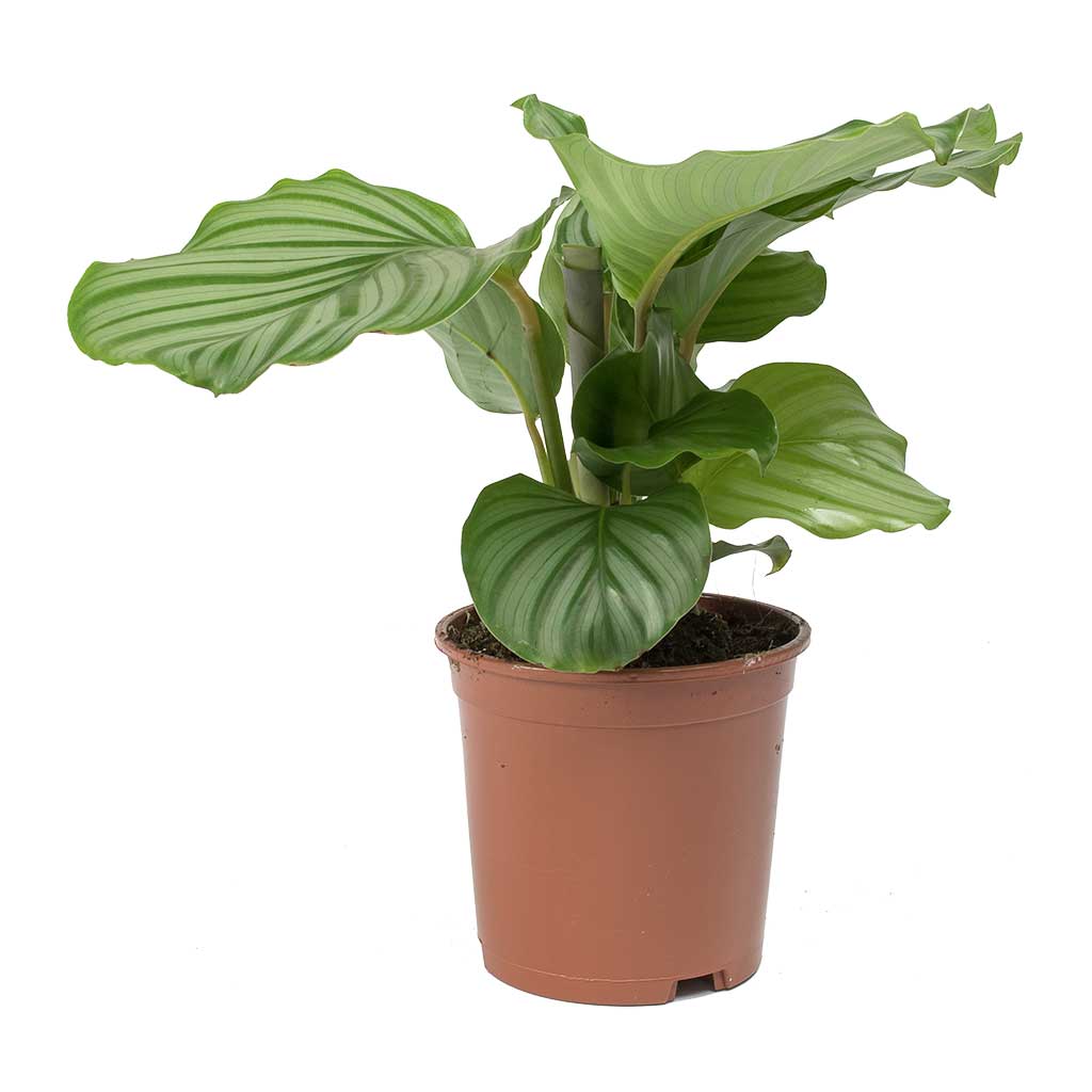 Prayer Plant (Calathea orbifolia) - Bostan Al Jazeera