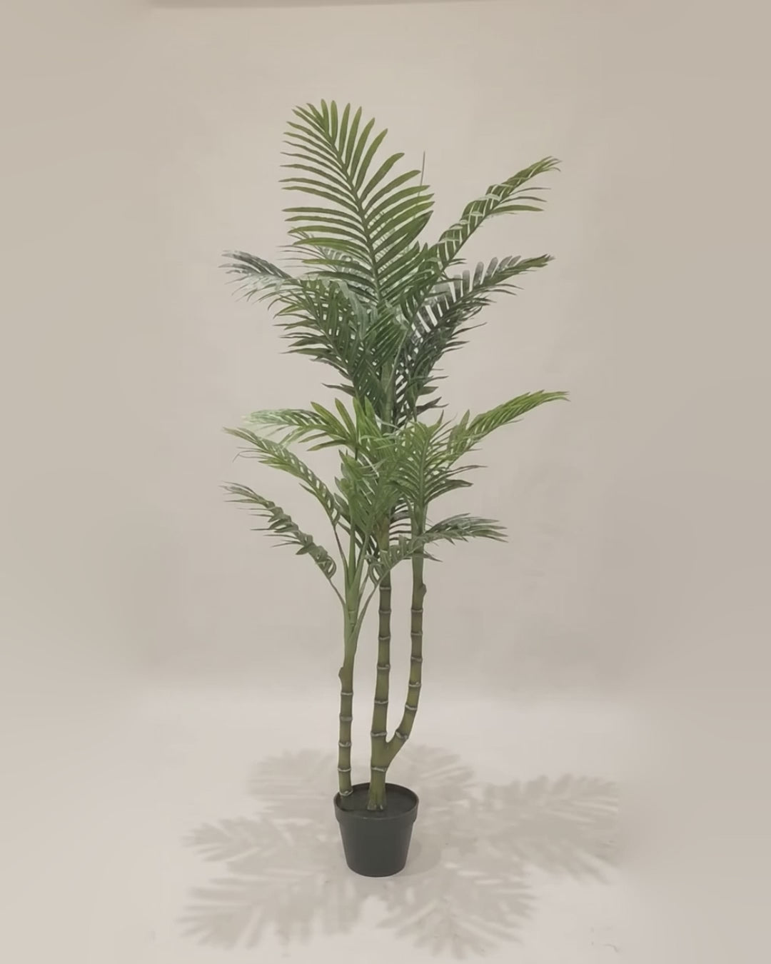 Artificial Areca Palm Multi Stems 160cm video