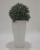 Artificial Box Wood Ball in VASO Pot video