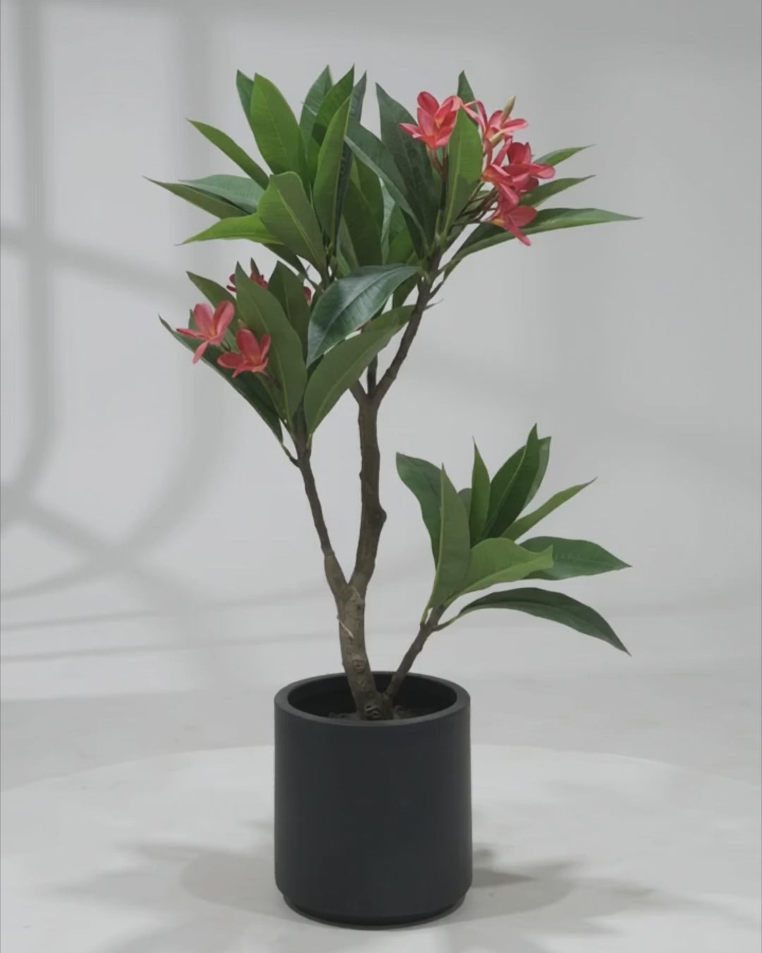 Artificial Plumeria Rubra 90cm video