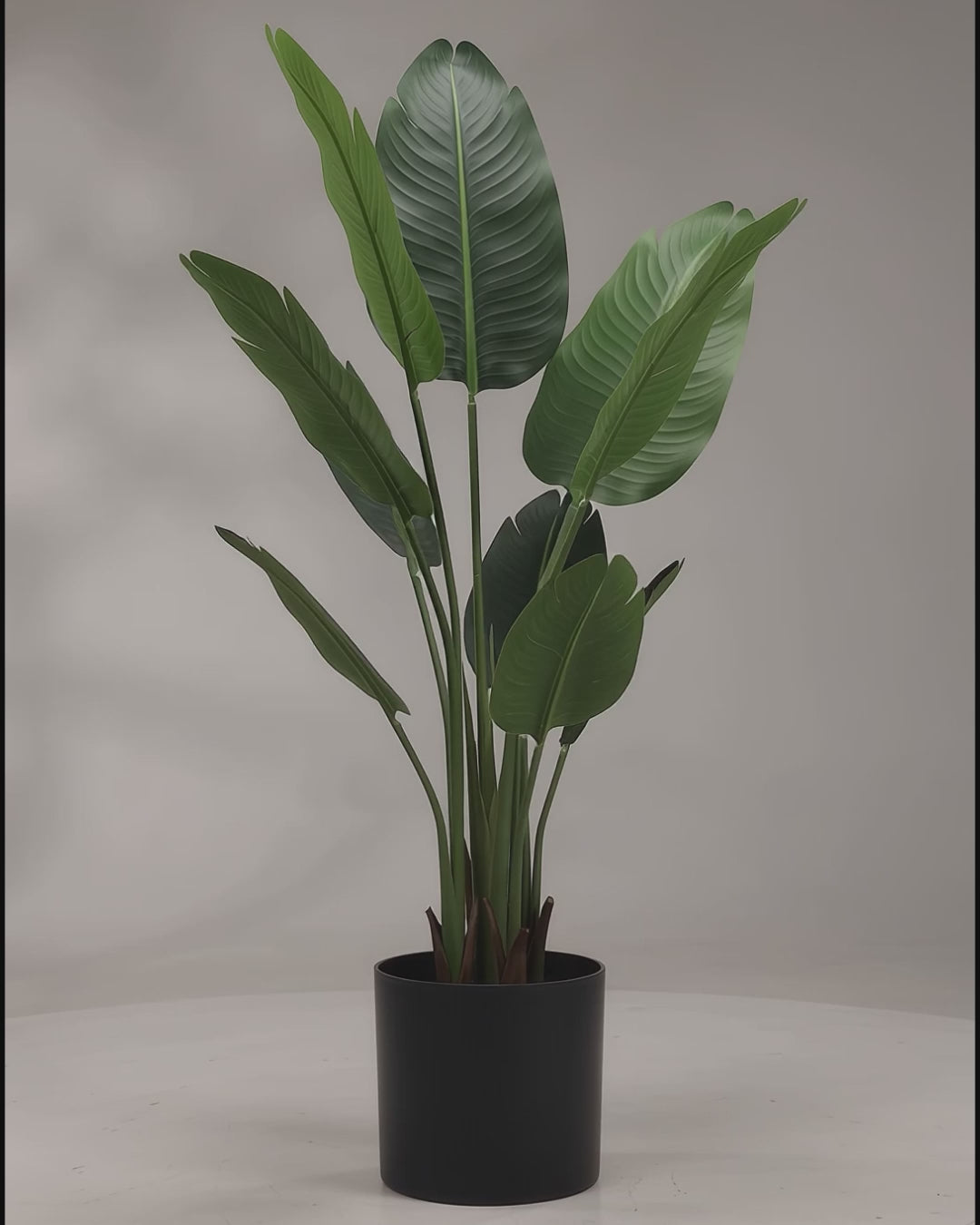 Artificial Traveller Palm 160cm video