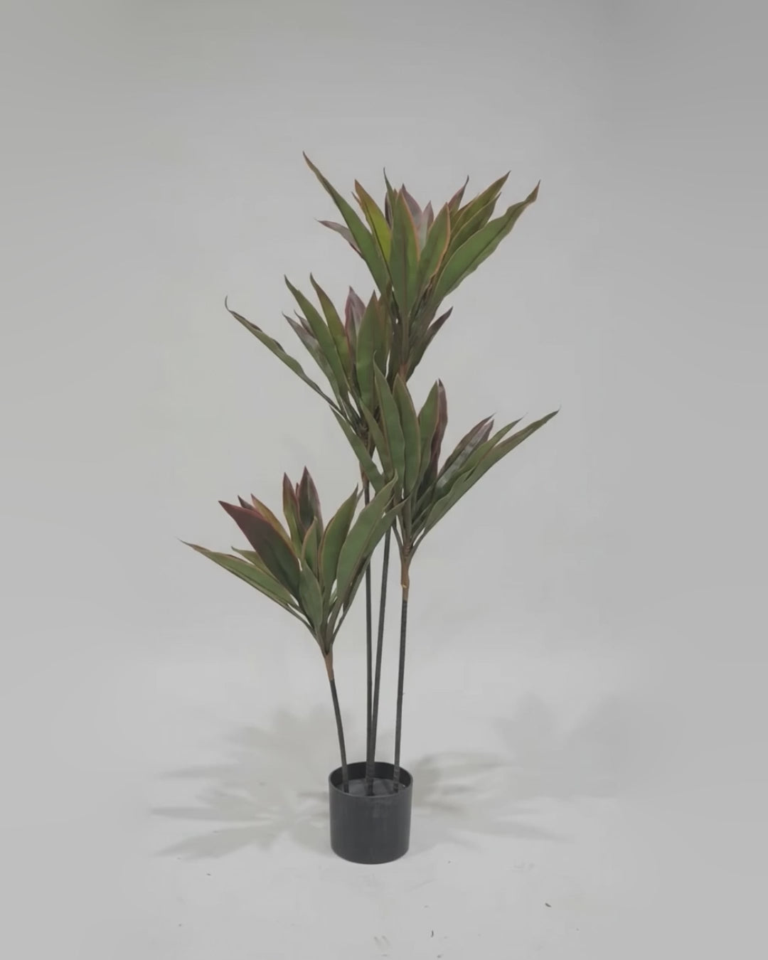 Artificial Cordyline Fruticosa 90cm video